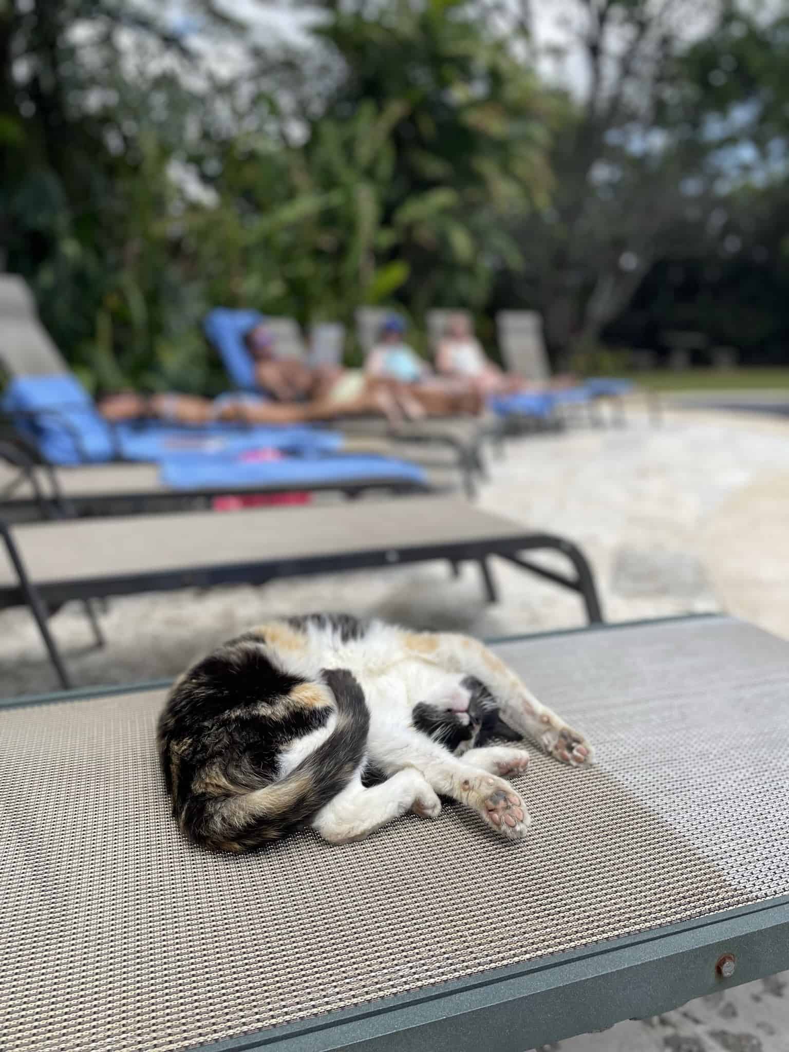 cat at the pool